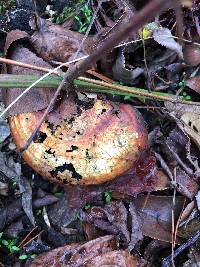 Ganoderma curtisii image