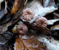 Gymnopus quercophilus image