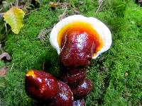 Ganoderma oregonense image