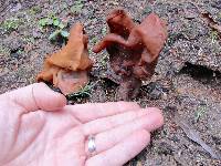 Gyromitra infula image