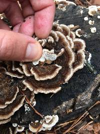 Trametes versicolor image