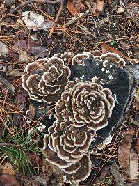 Trametes versicolor image