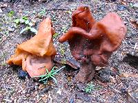 Gyromitra infula image