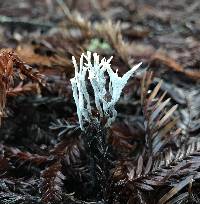 Xylaria hypoxylon image