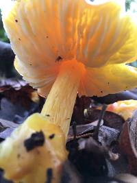 Hygrocybe chlorophana image