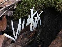 Clavaria fragilis image