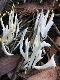 Clavaria fragilis image