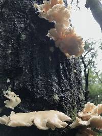 Pleurotus ostreatus image