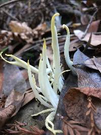 Clavaria fragilis image