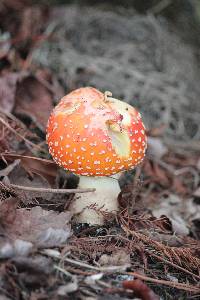 Amanita muscaria image