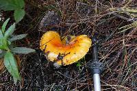 Amanita muscaria image