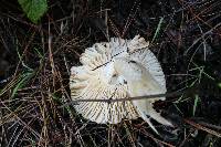 Amanita muscaria image