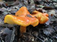 Hygrocybe chlorophana image