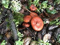 Lactarius rufulus image