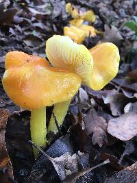 Hygrocybe chlorophana image