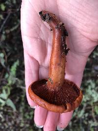 Lactarius rufulus image