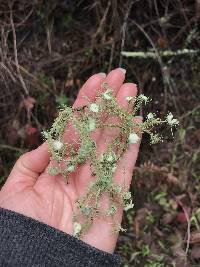 Usnea intermedia image