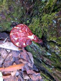 Ganoderma tsugae image