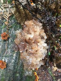 Tremella foliacea image