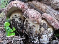 Boletus rex-veris image