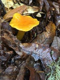 Hygrocybe chlorophana image