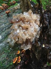 Tremella foliacea image