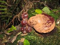 Ganoderma oregonense image