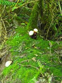 Ganoderma oregonense image