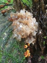 Tremella foliacea image