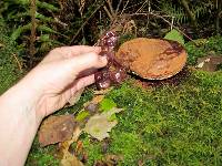 Ganoderma oregonense image