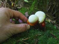 Ganoderma oregonense image