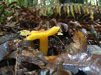 Hygrocybe chlorophana image