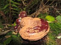 Ganoderma oregonense image