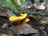 Hygrocybe chlorophana image