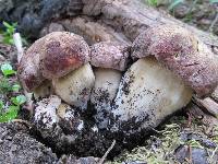 Boletus rex-veris image