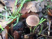 Psathyrella corrugis image