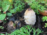 Coprinus comatus image