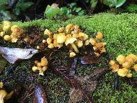 Hypholoma fasciculare image