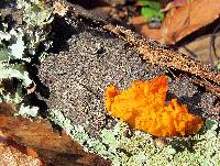 Tremella mesenterica image