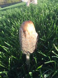 Coprinus comatus image