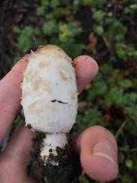 Coprinus comatus image