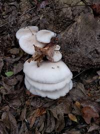 Pleurotus ostreatus image