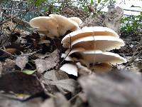 Pleurotus ostreatus image