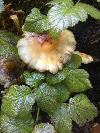 Hypholoma fasciculare image