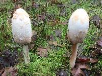 Coprinus comatus image