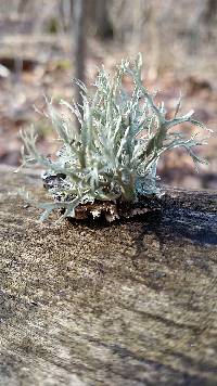 Ramalina complanata image