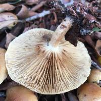 Pholiota spumosa image