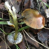 Hygrocybe singeri image