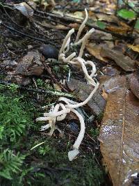 Clavaria fragilis image