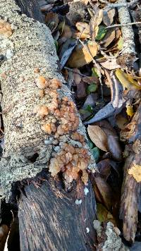 Image of Tremella encephala